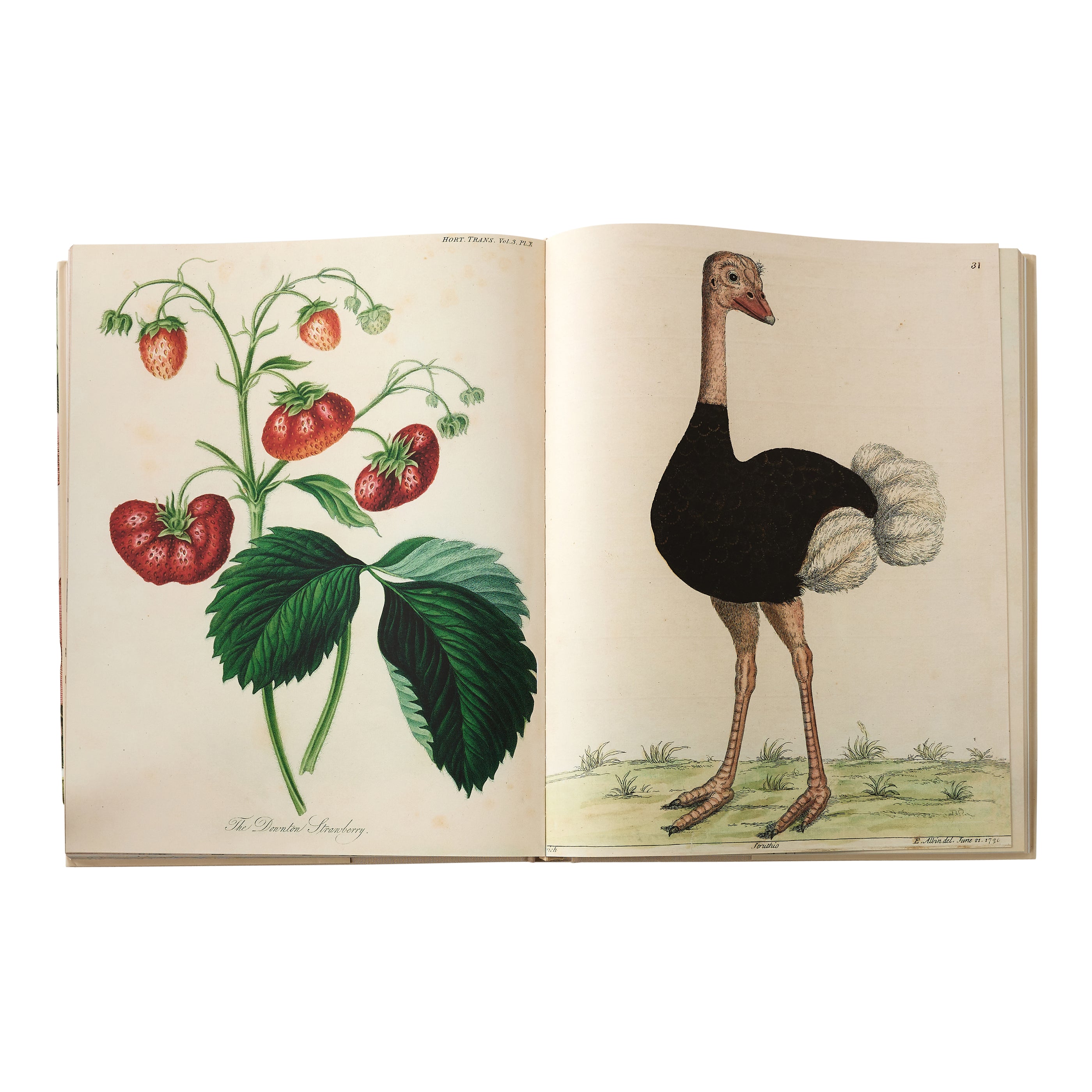 John Derian Picture Book