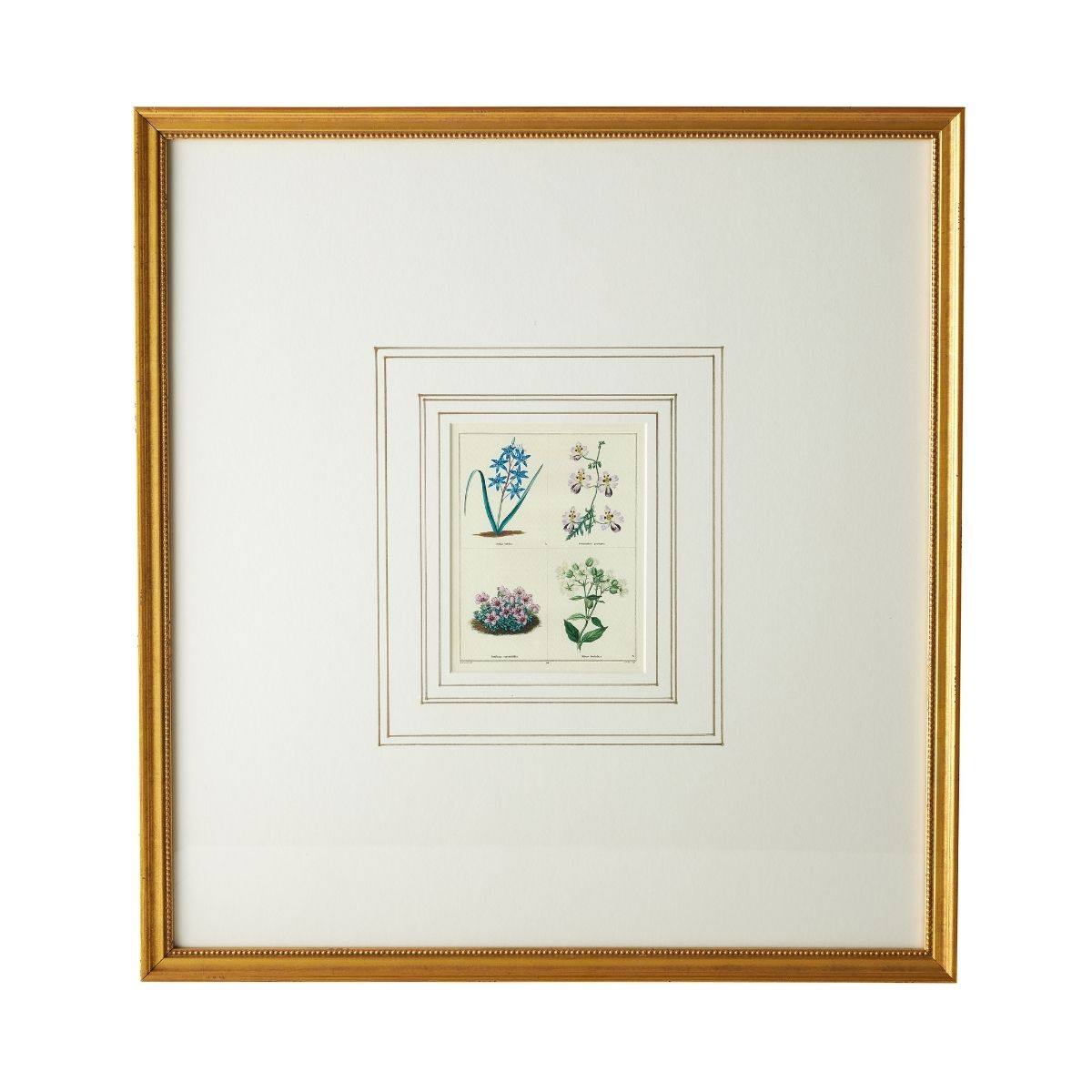 English Botanical Print II