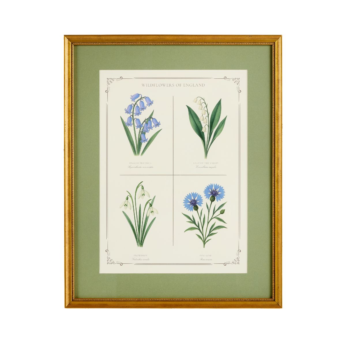 English Botanical 2 - Caitlin Wilson Design