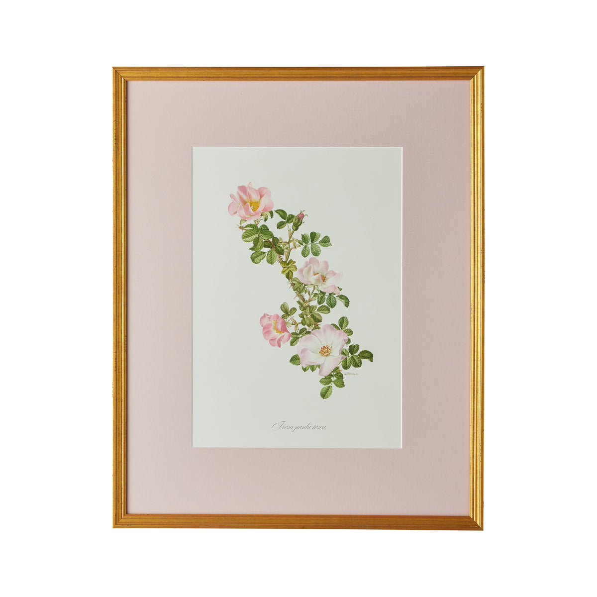 Rosa Pauli Rosea Artwork Caitlin Wilson Design