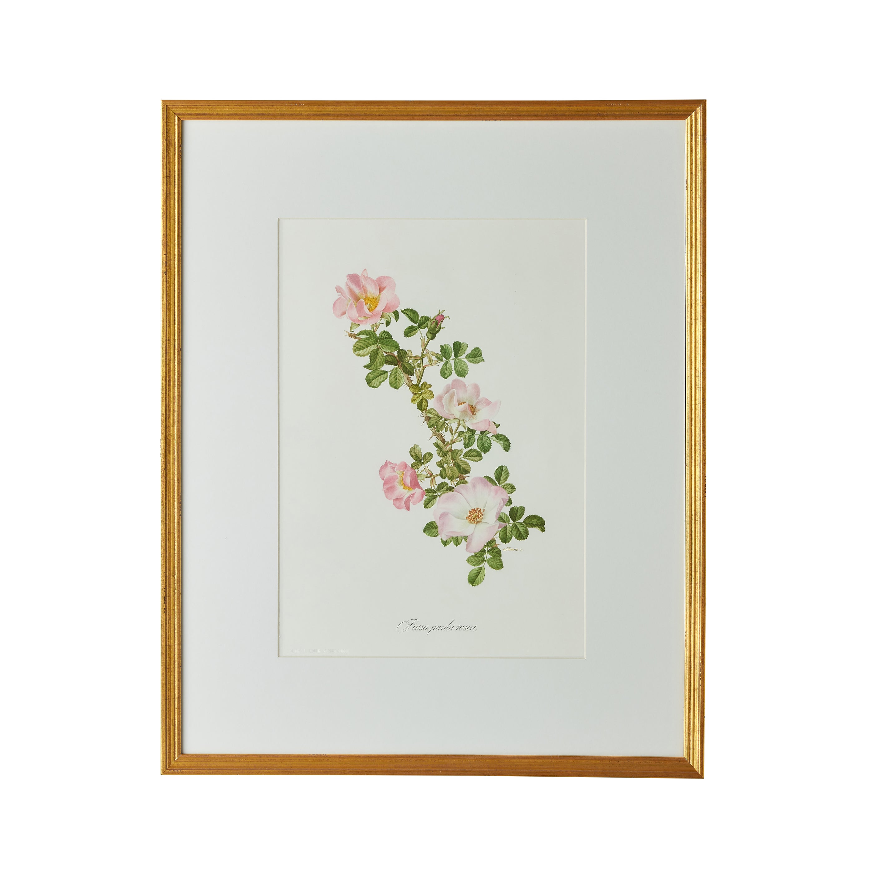 Rosa Pauli Rosea Artwork Caitlin Wilson Design