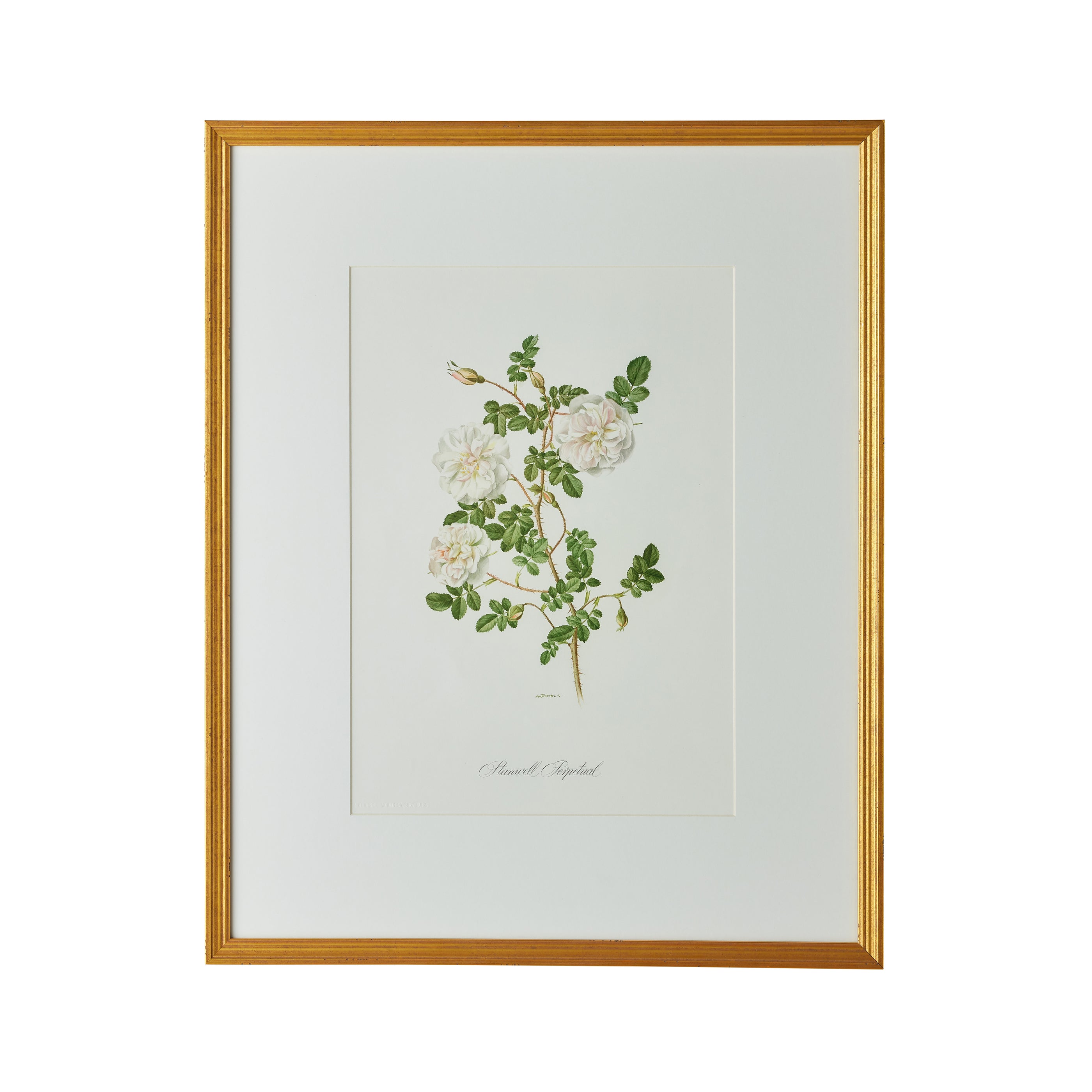 Stamwell Perpetual Artwork - Caitlin Wilson Design