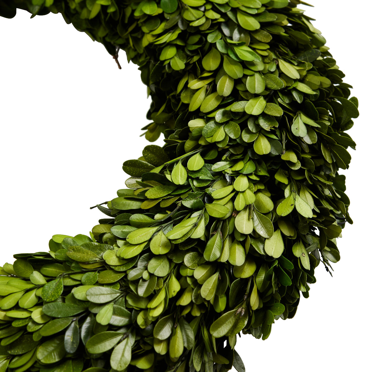 Boxwood Wreath Large