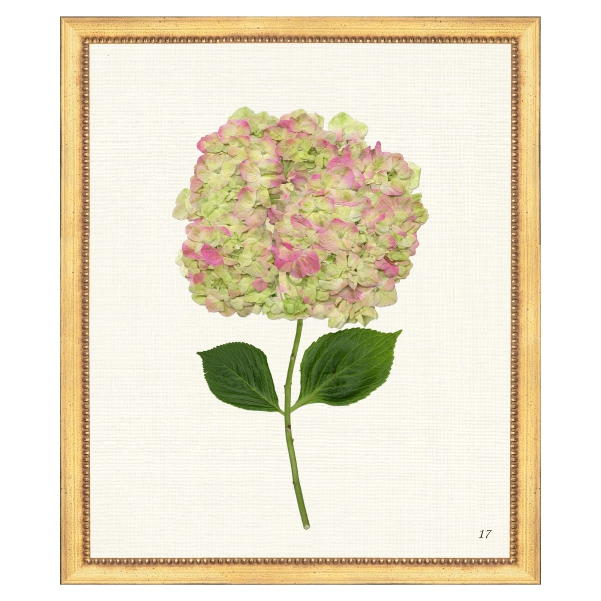 Pink Hydrangea I