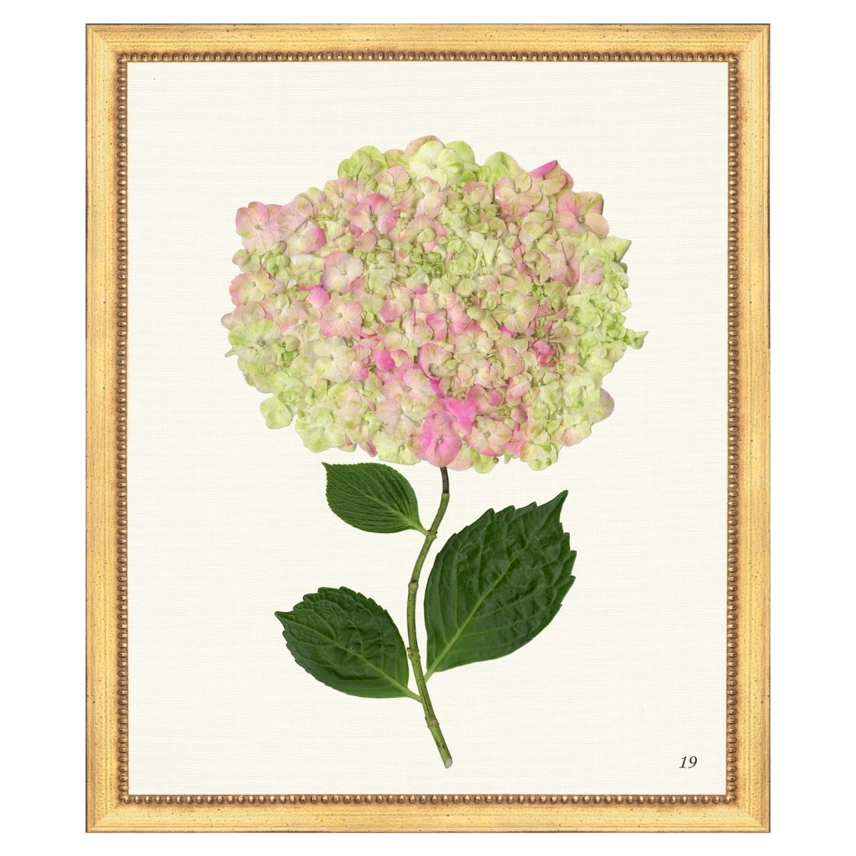 Pink Hydrangea III