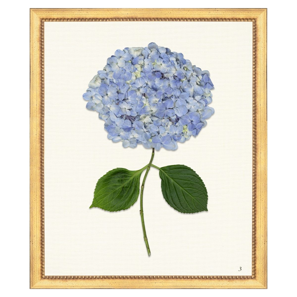 Blue Hydrangea III