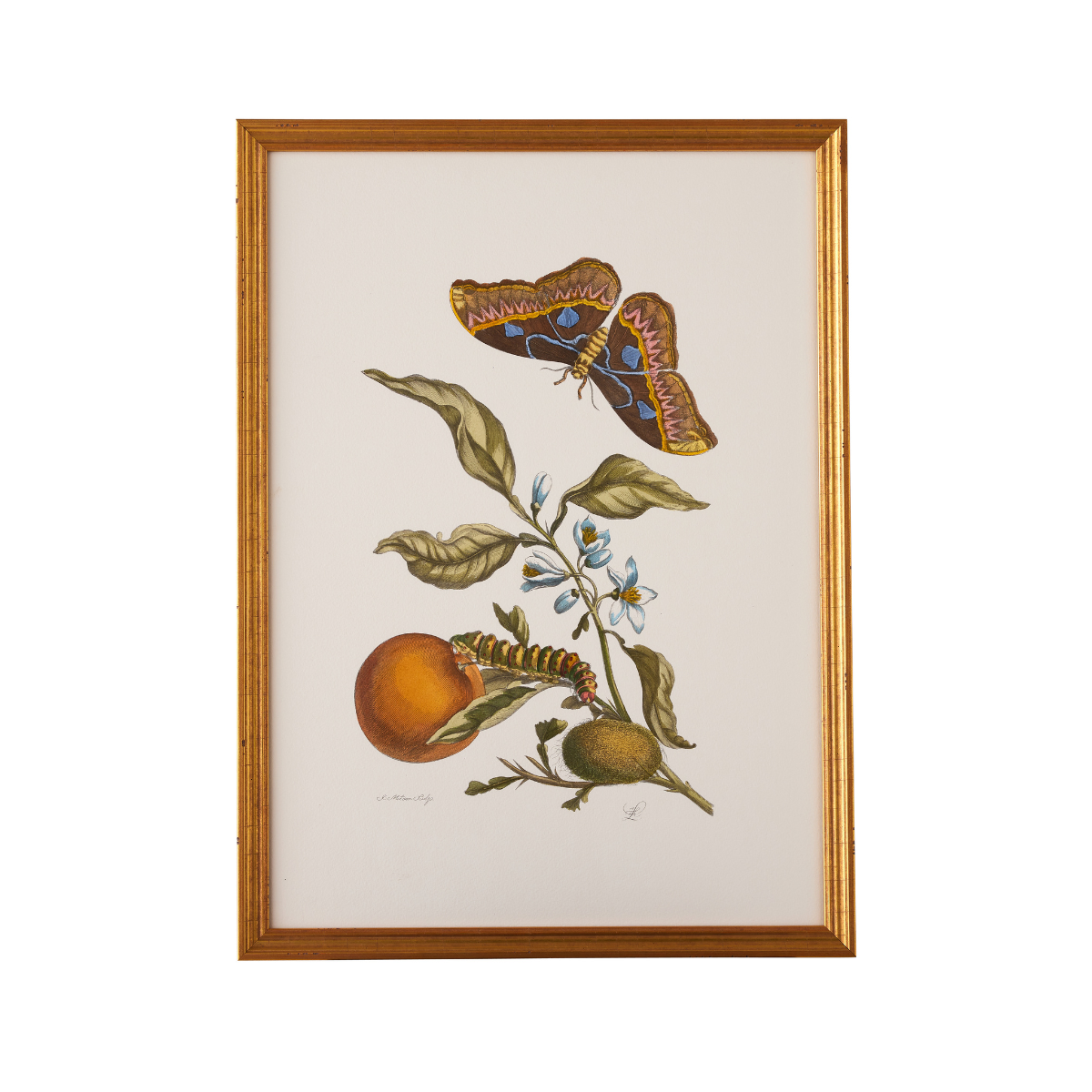 Butterfly Serenade Print - II - Caitlin Wilson Design