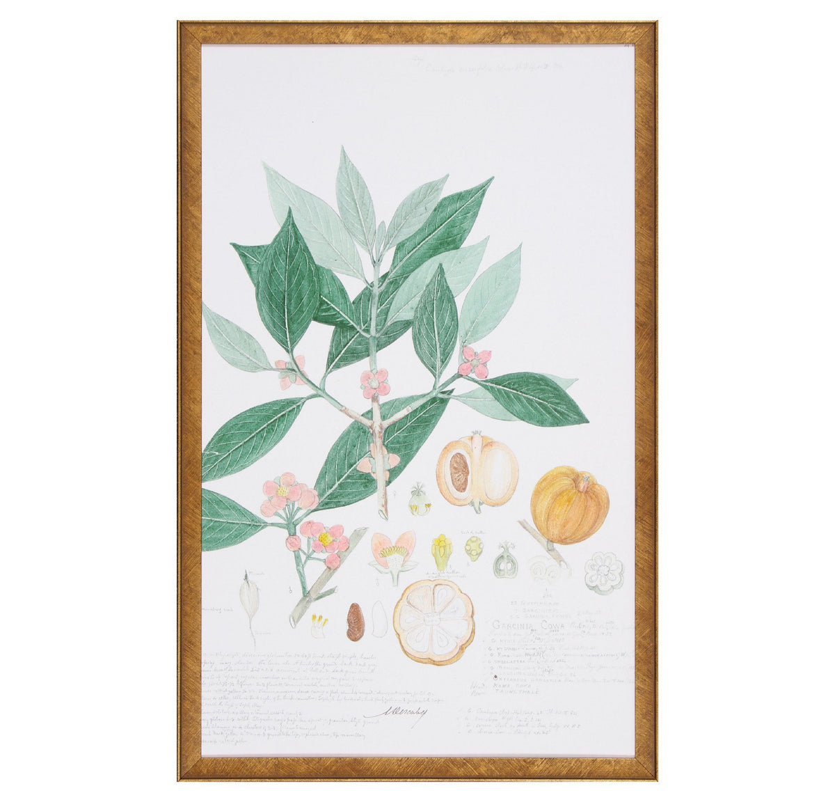 Botanical Garden Framed Art Print