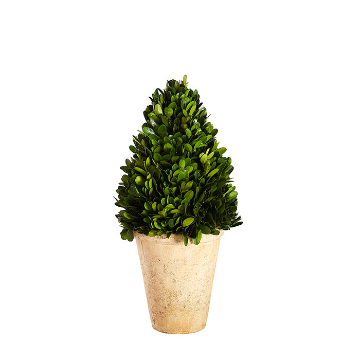 Boxwood Topiary