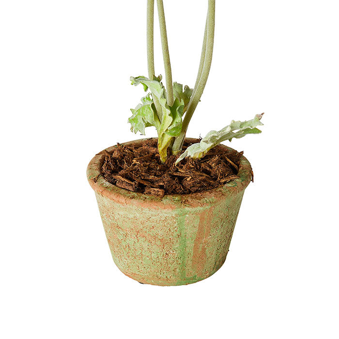 Mini Terracotta Poppies in Pink