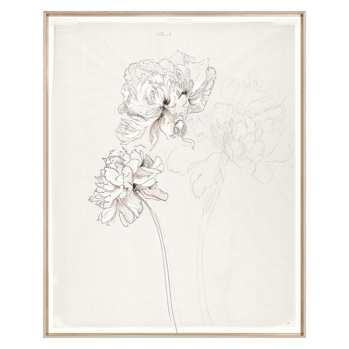 Peony Sketch