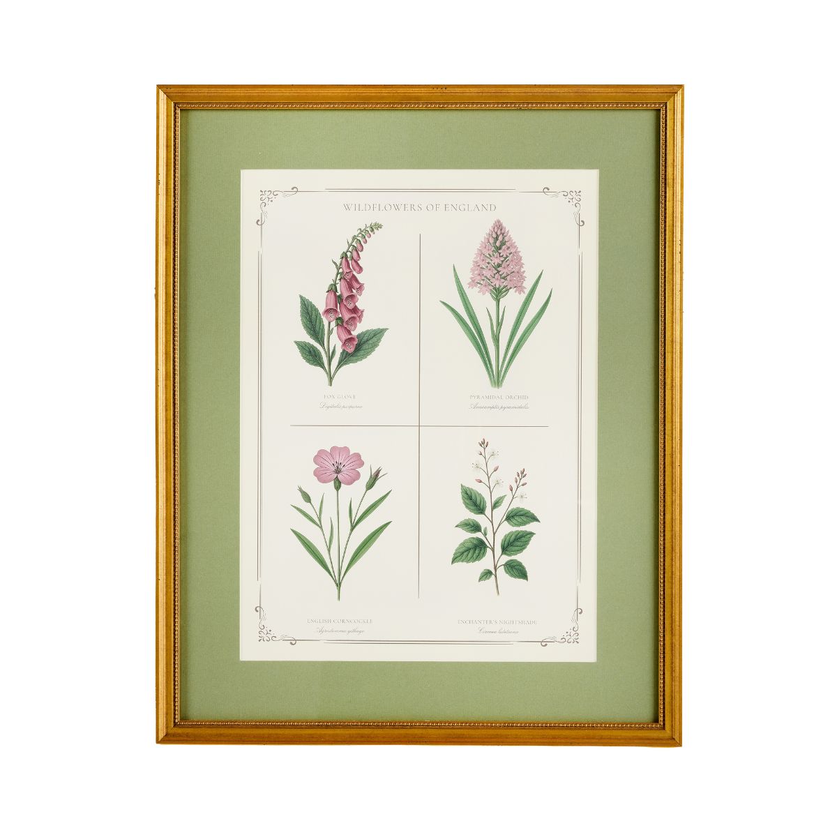 English Botanical 1 - Caitlin Wilson Design