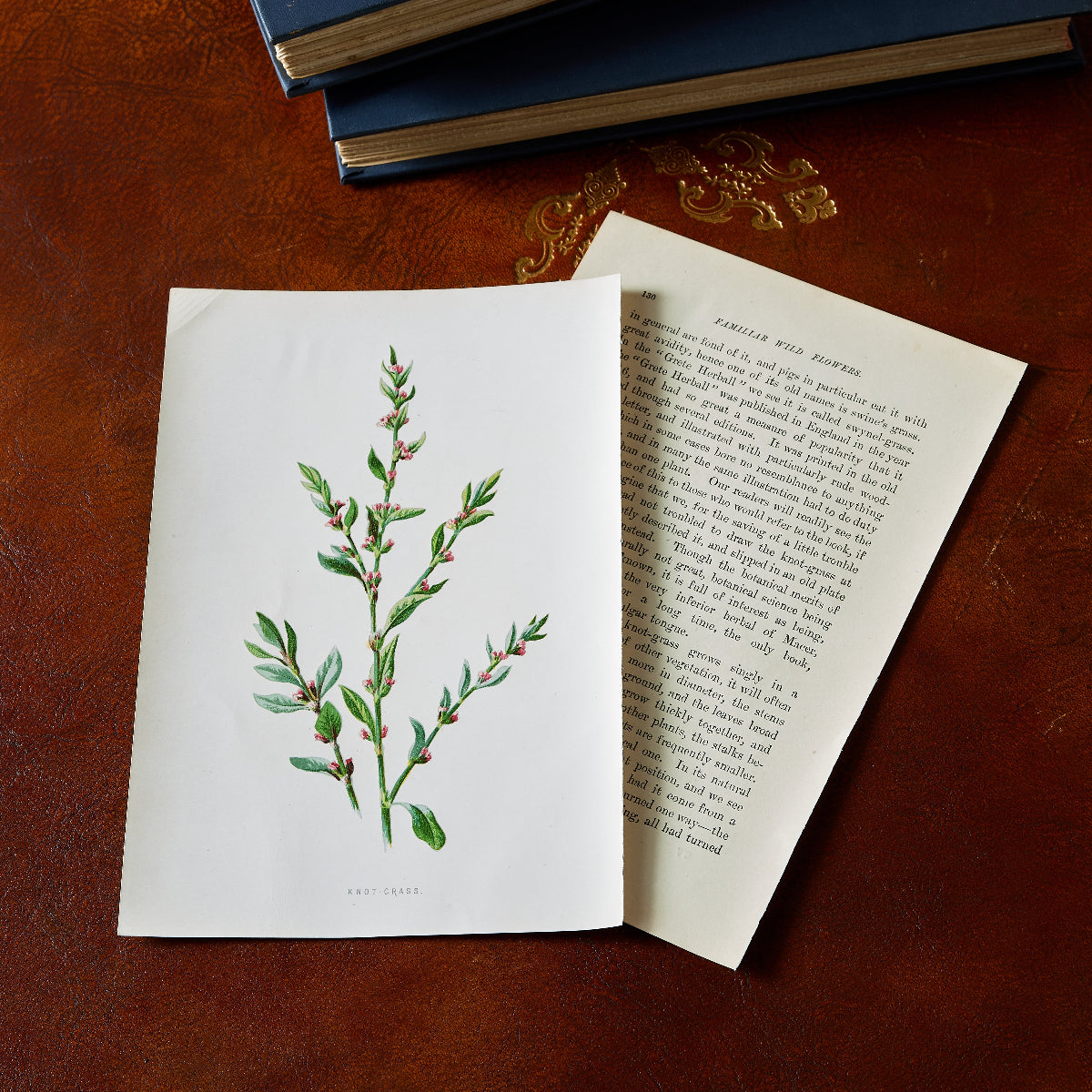 Botanical Keepsake Print - Caitlin Wilson Designs