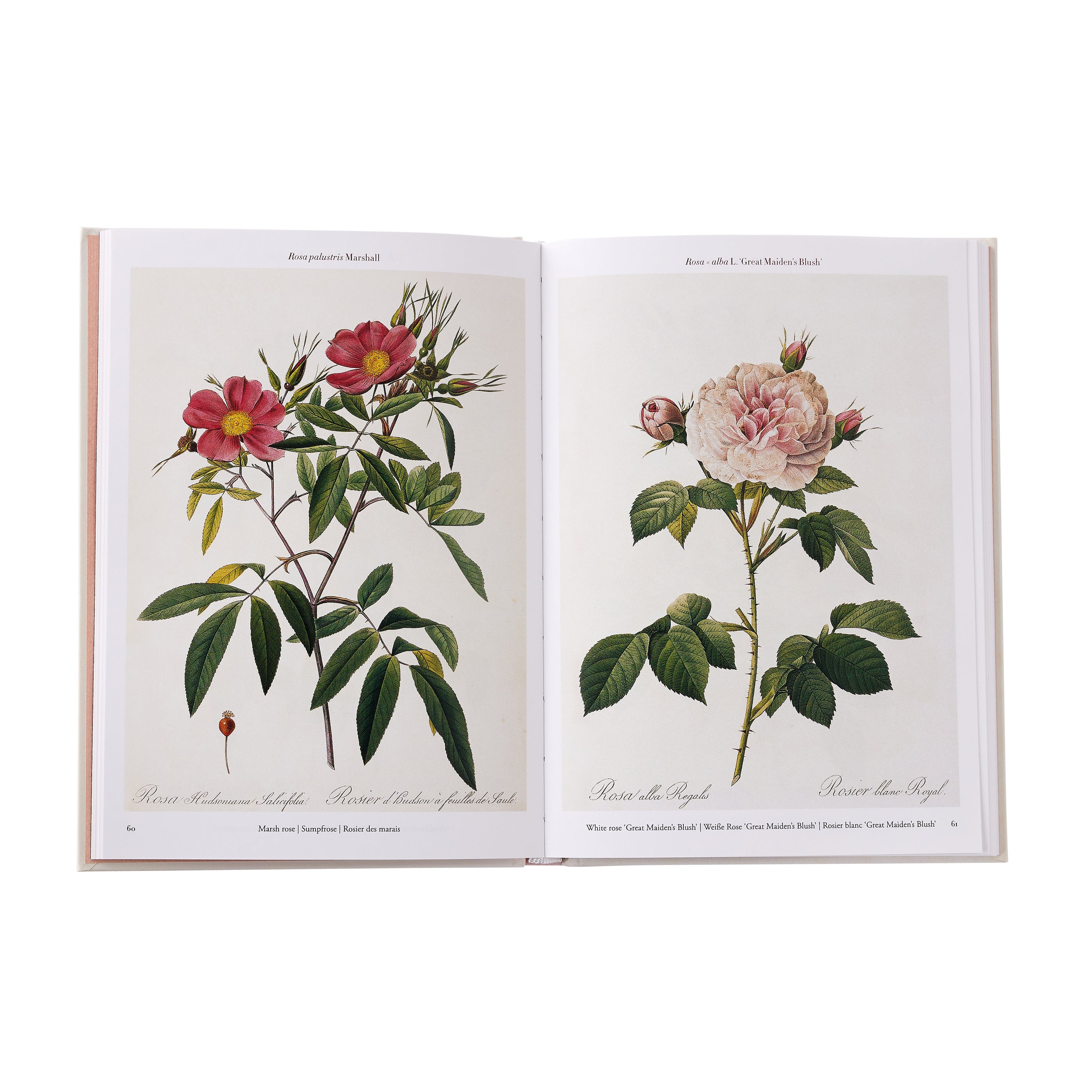 Redoute: Roses
