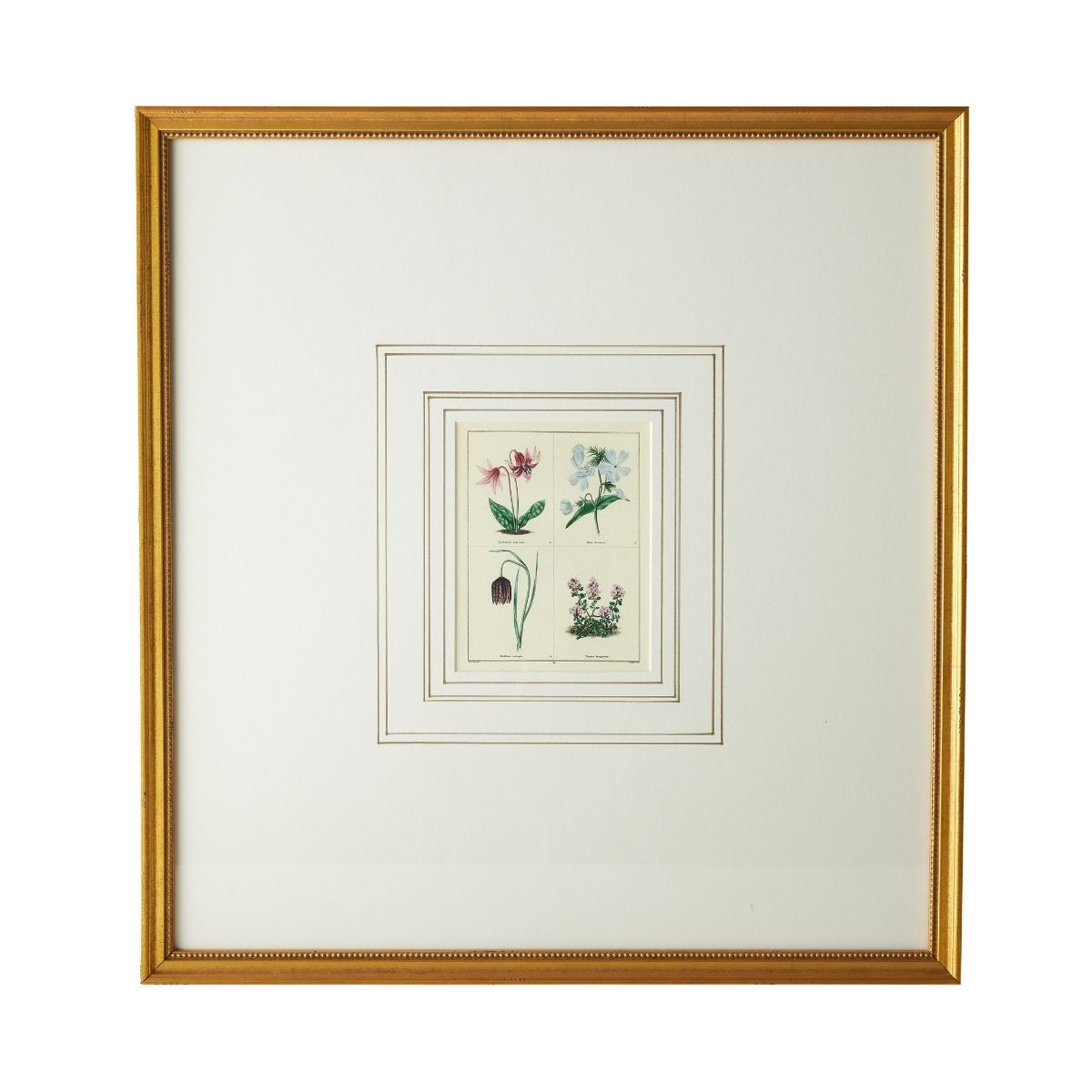 English Botanical Print I