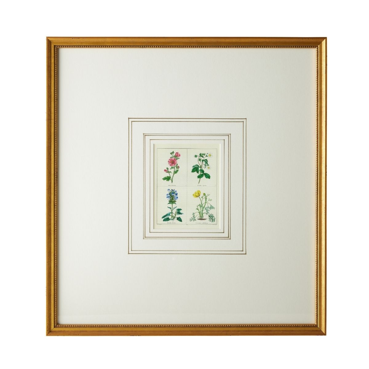 English Botanical Print III