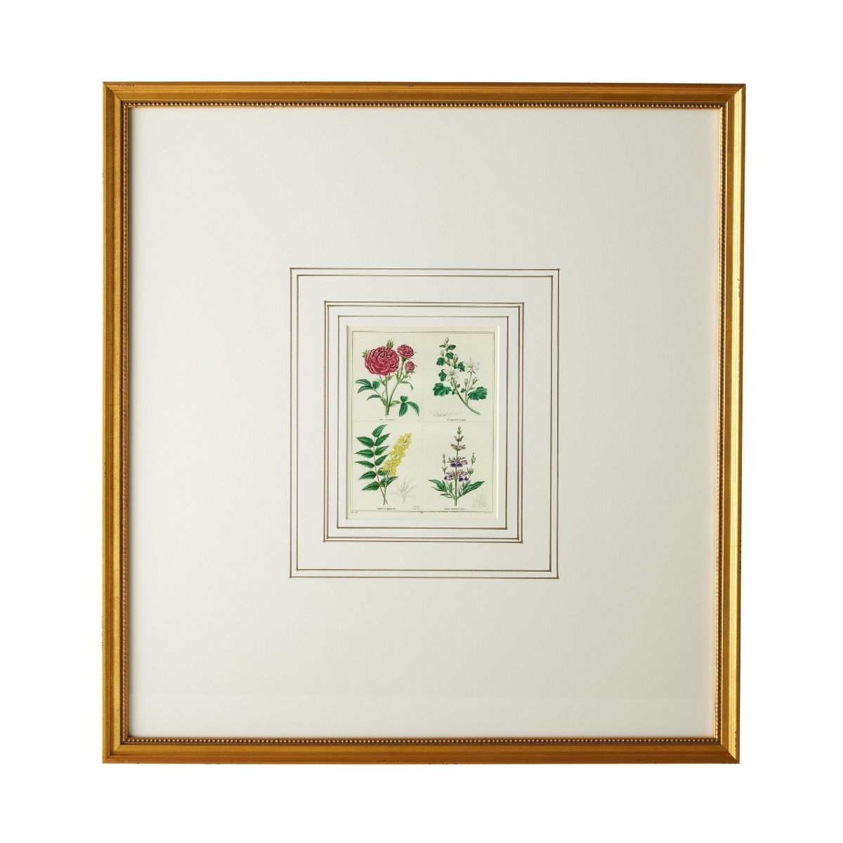 English Botanical Print IV