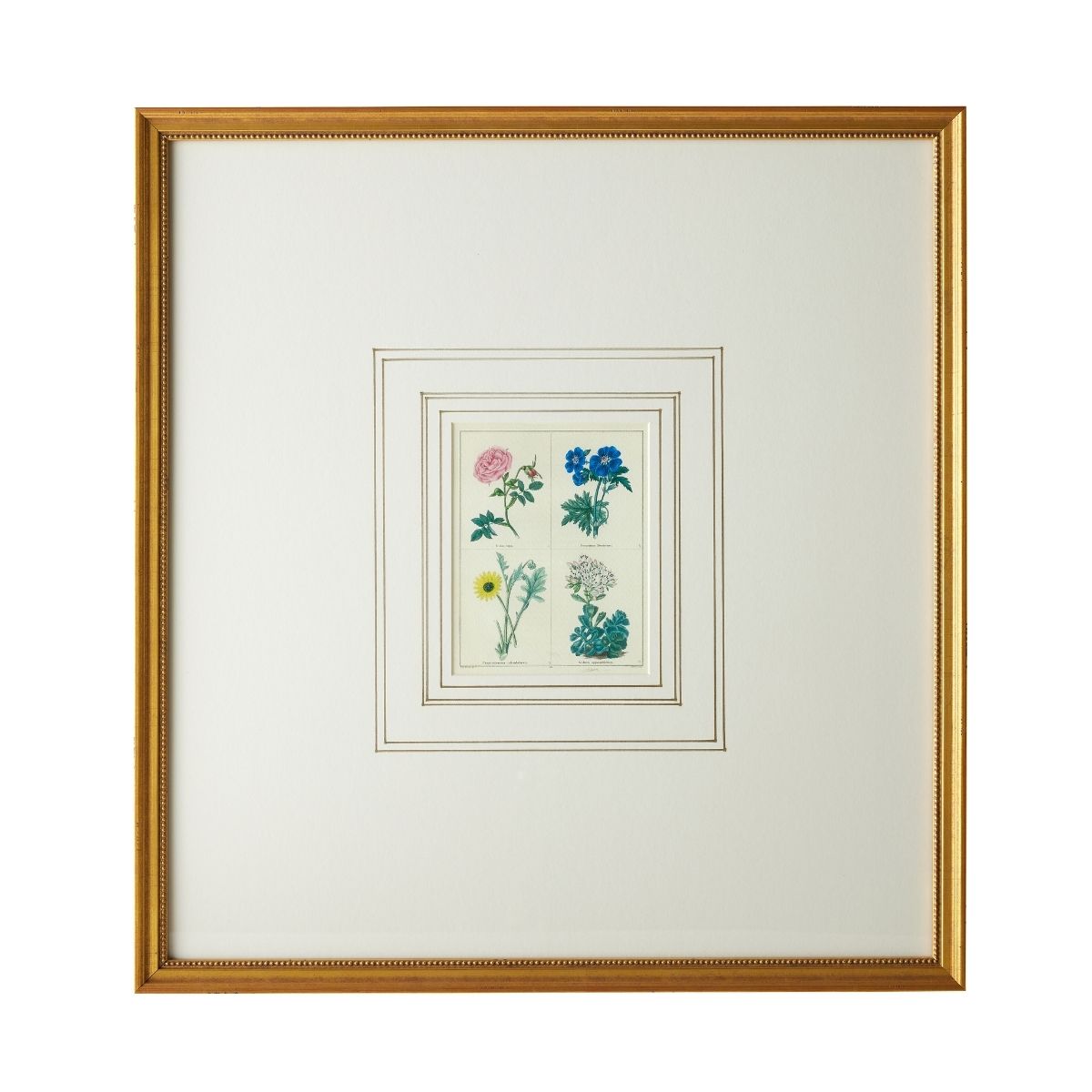 English Botanical Print V