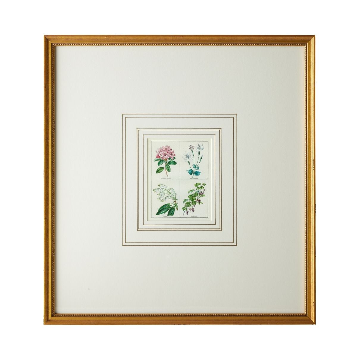 English Botanical Print VI