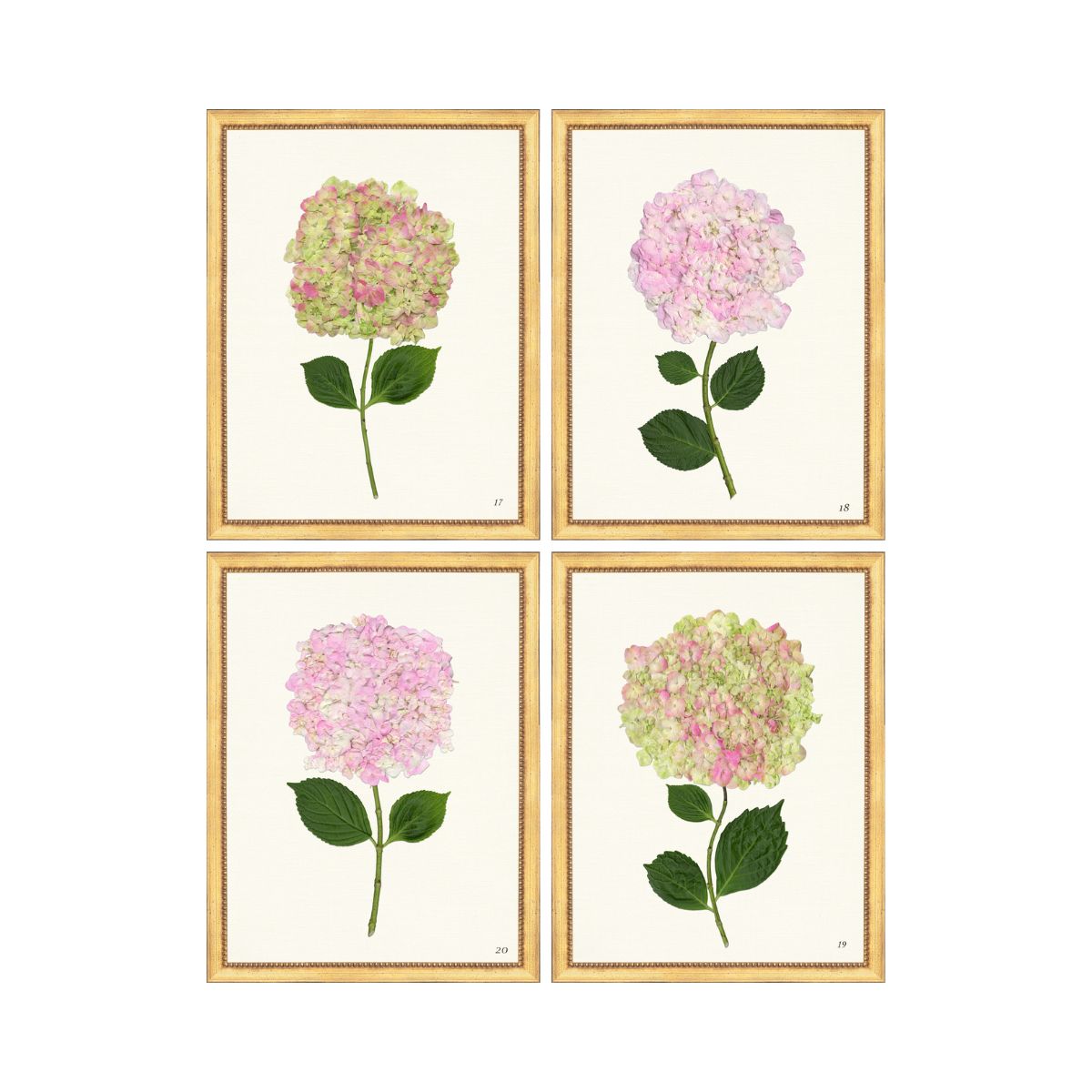 Pink Hydrangea Set of 4