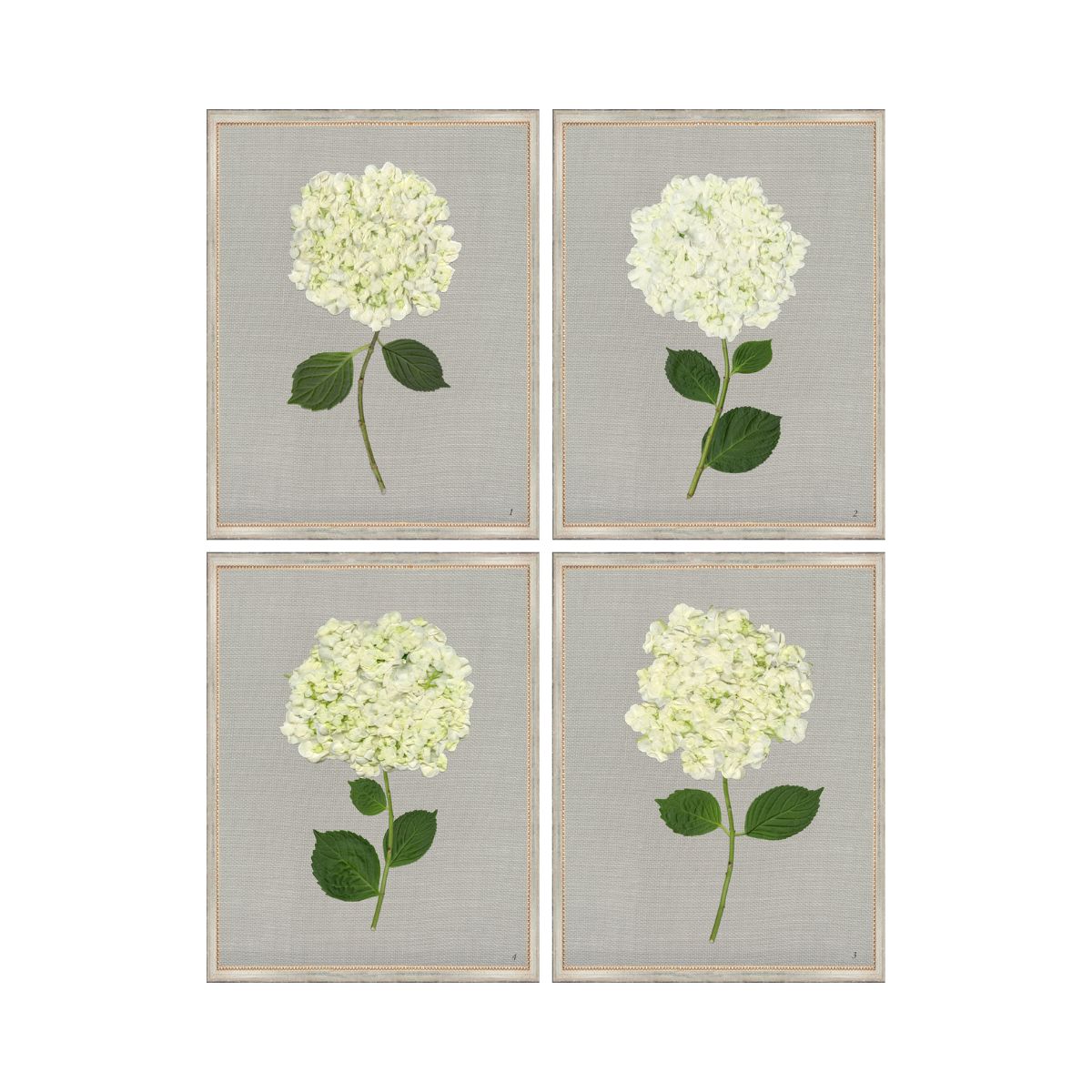 White Hydrangea Set of 4