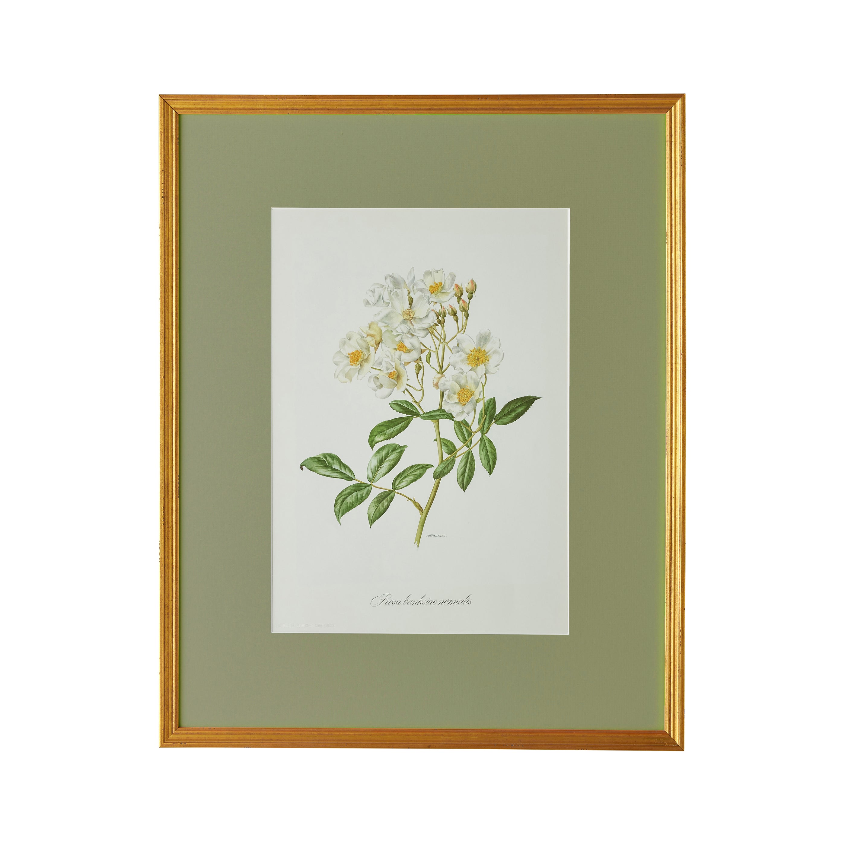 Spring Revival Print II - Caitlin Wilson Design