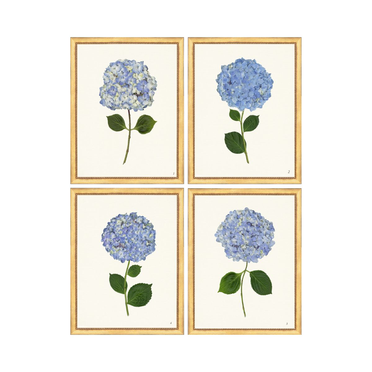 Blue Hydrangea Set of 4