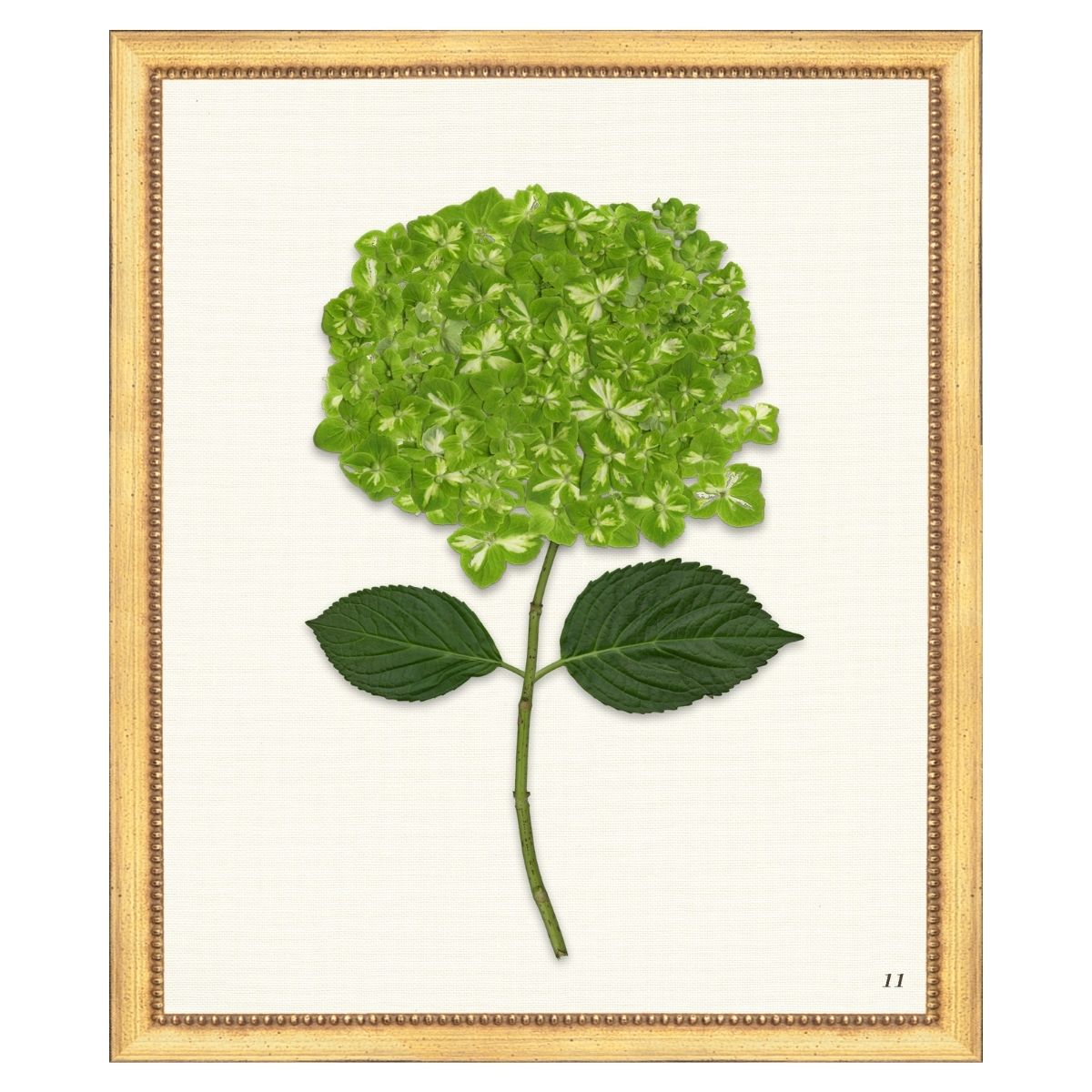 Green Hydrangea I