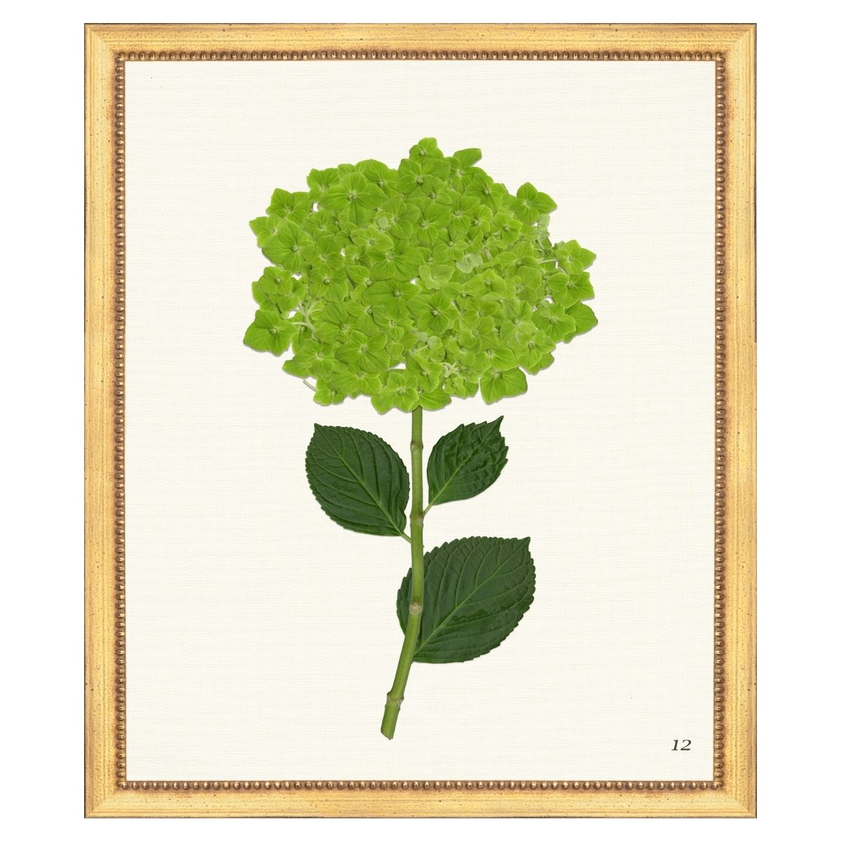 Green Hydrangea II