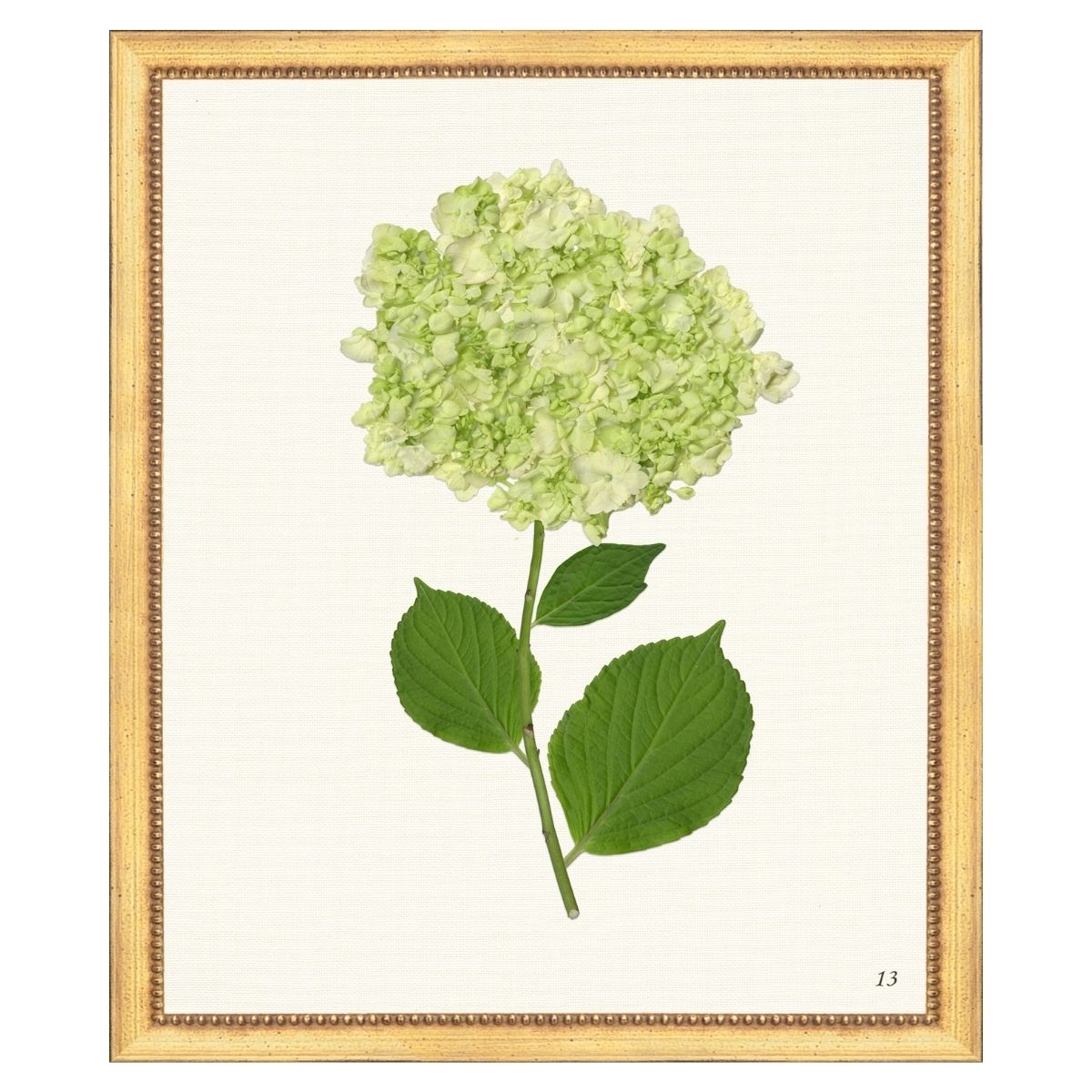 Green Hydrangea III