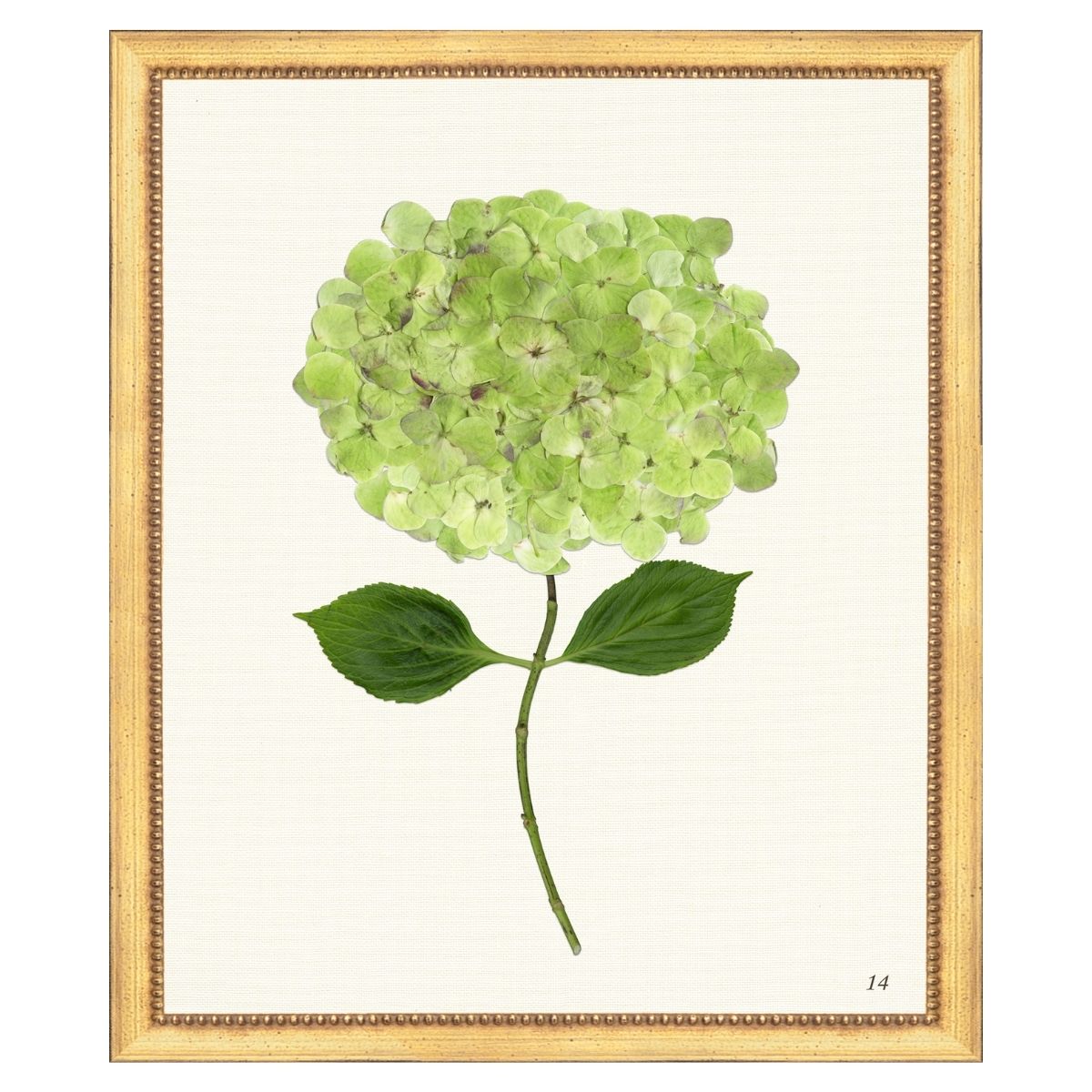 Green Hydrangea IV