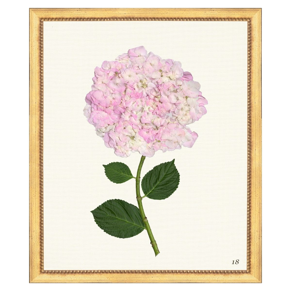 Pink Hydrangea II