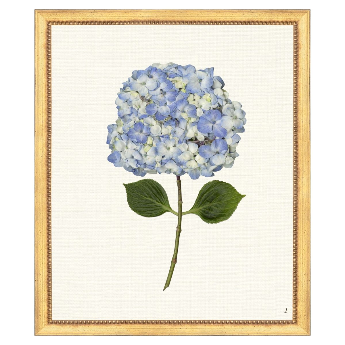 Blue Hydrangea I