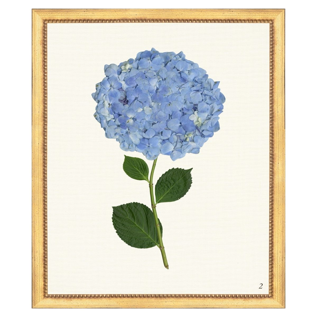 Blue Hydrangea II