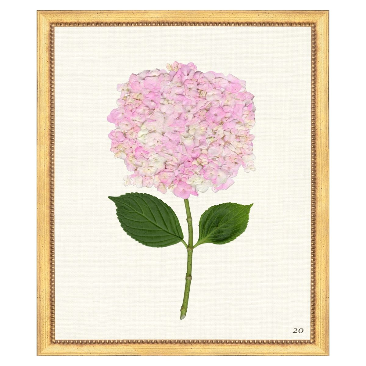 Pink Hydrangea IV