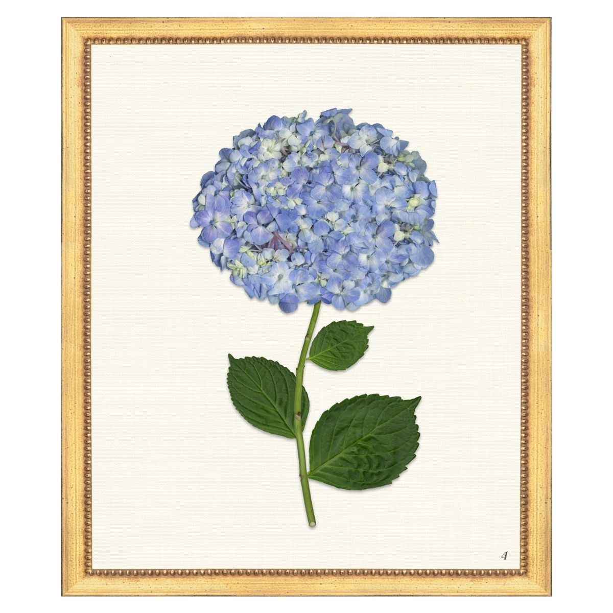 Blue Hydrangea IV