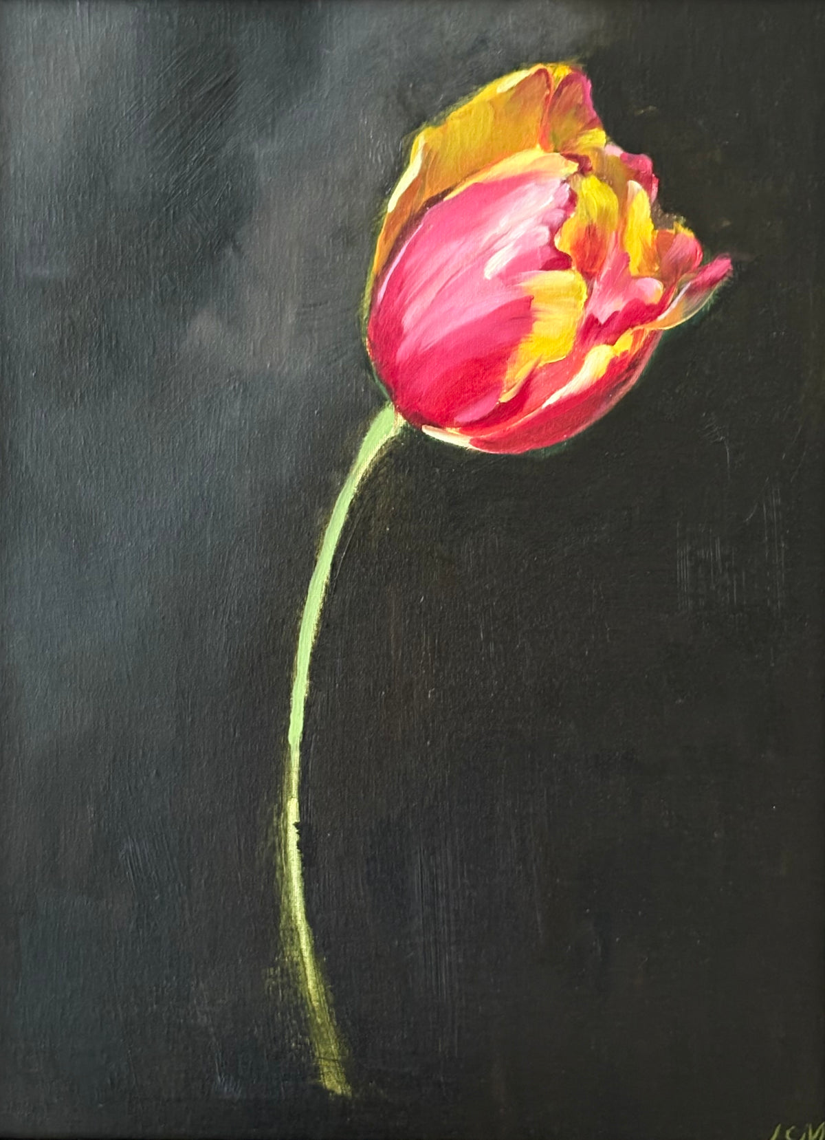 Tulip, Banta Luca - Caitlin Wilson Design 