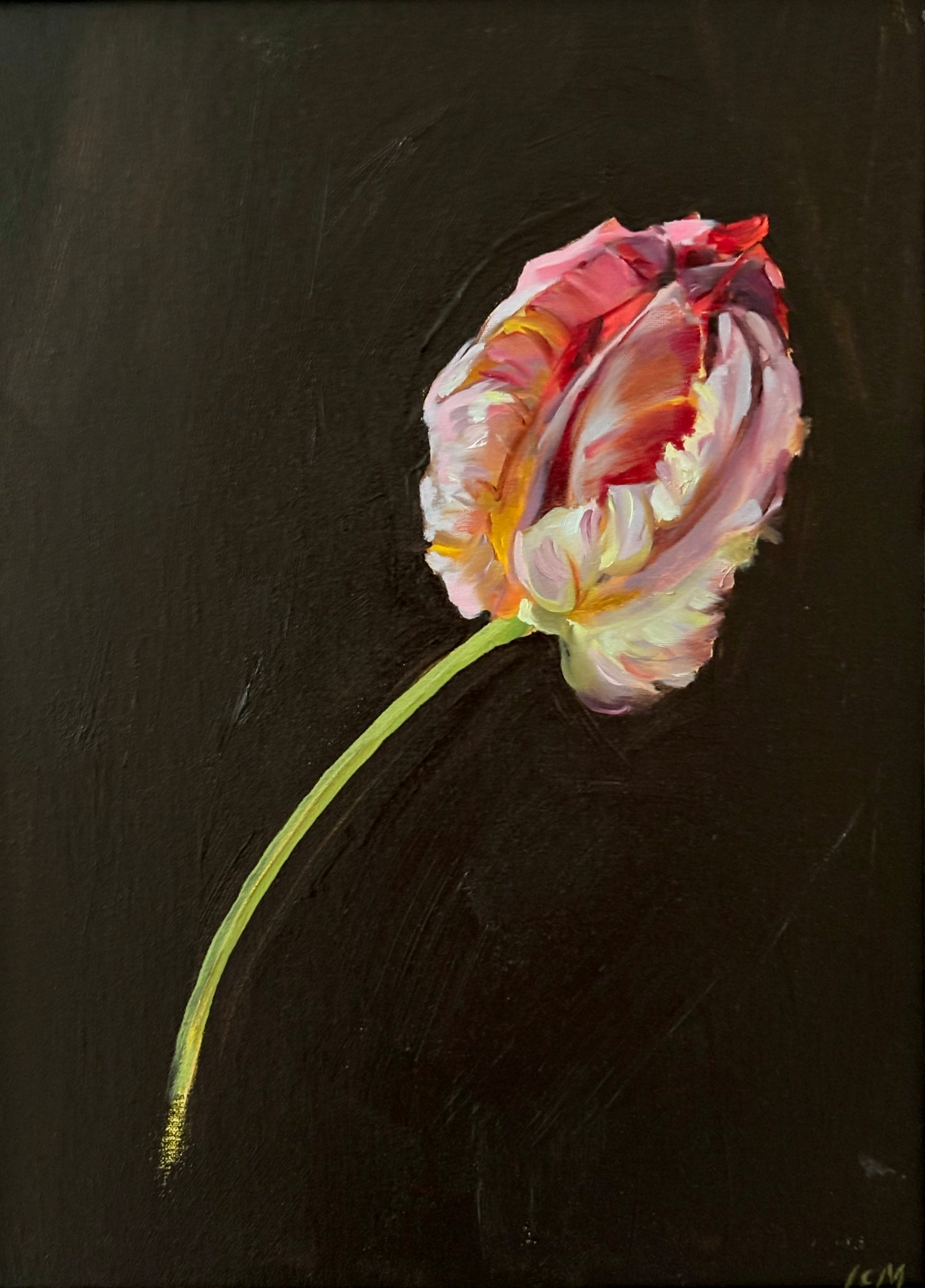 Tulip, Rococo - Caitlin Wilson Design 
