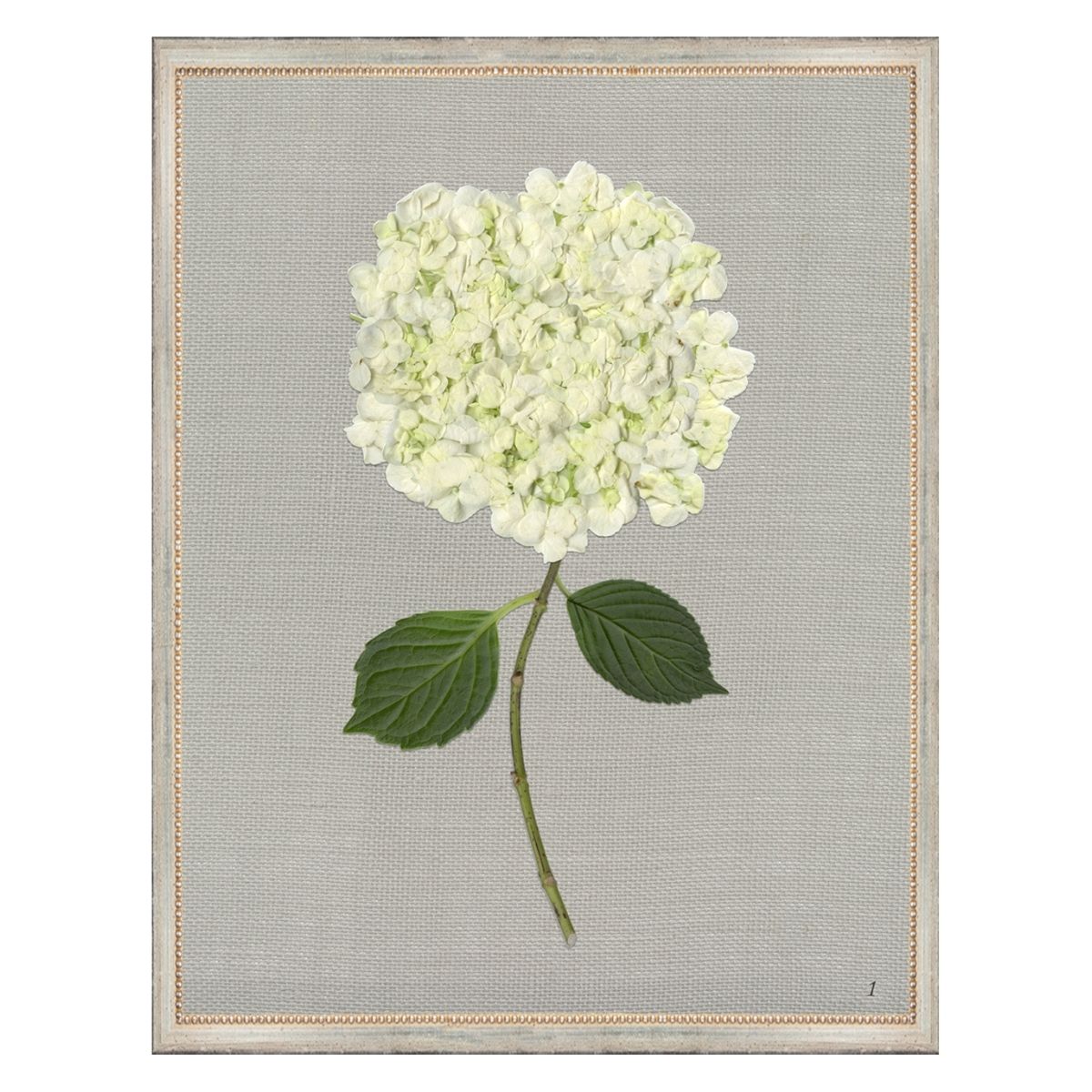 White Hydrangea I