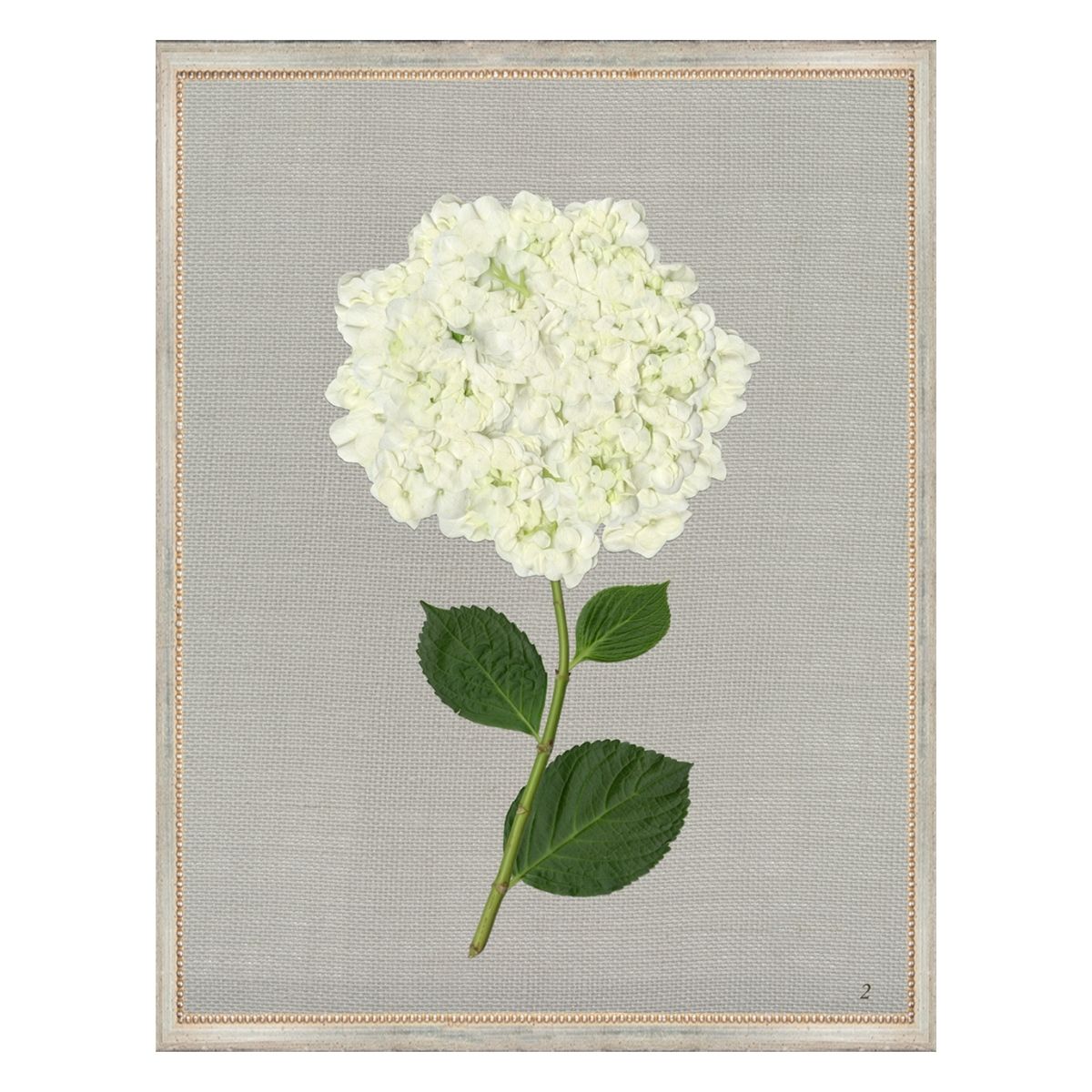 White Hydrangea II