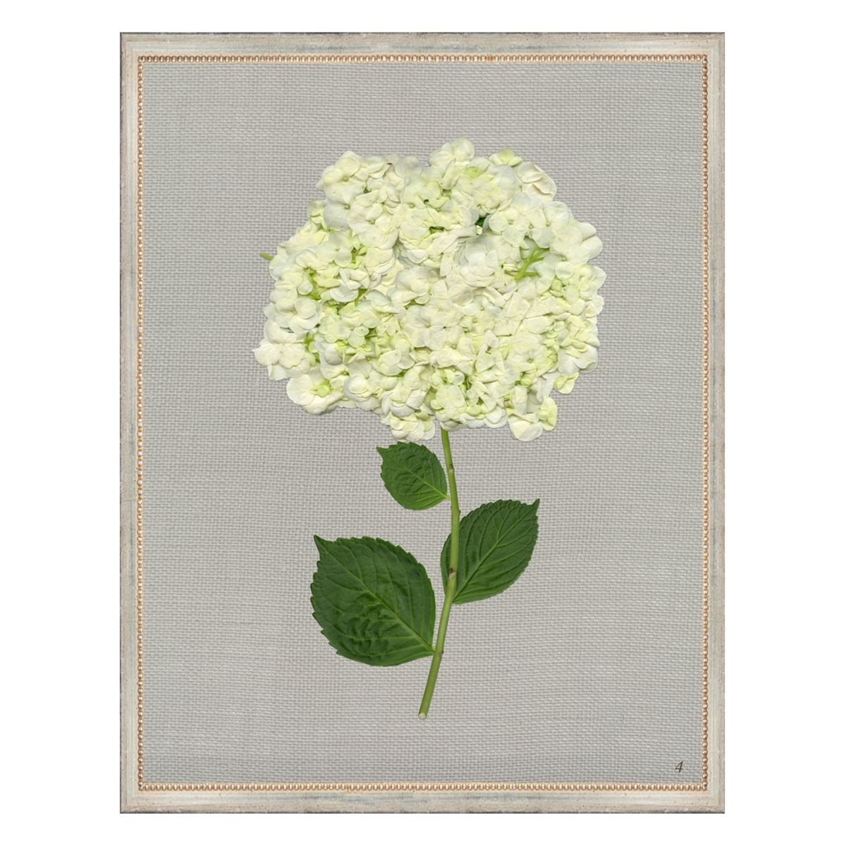 White Hydrangea IV