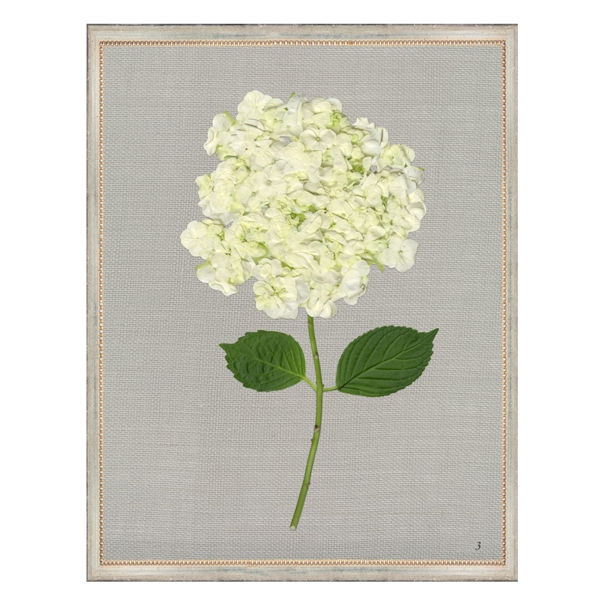 White Hydrangea III