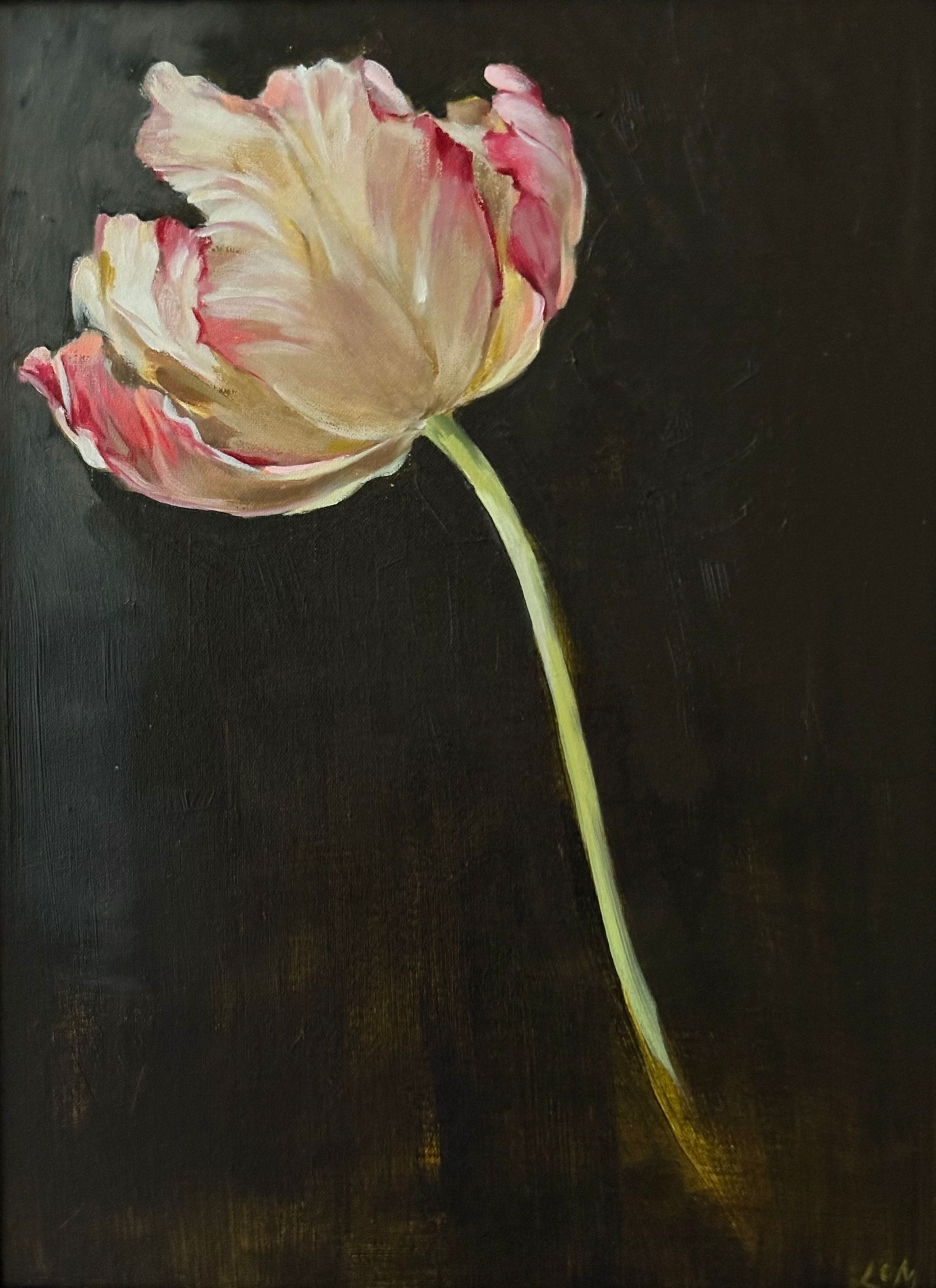 Tulip, Rococo, Opening by Lynne Millar