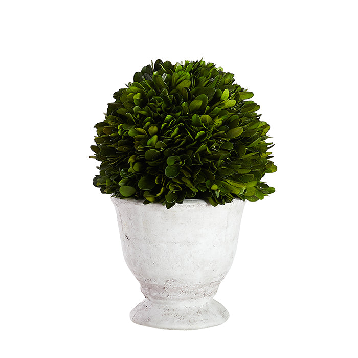 Large Single Boxwood Topiary