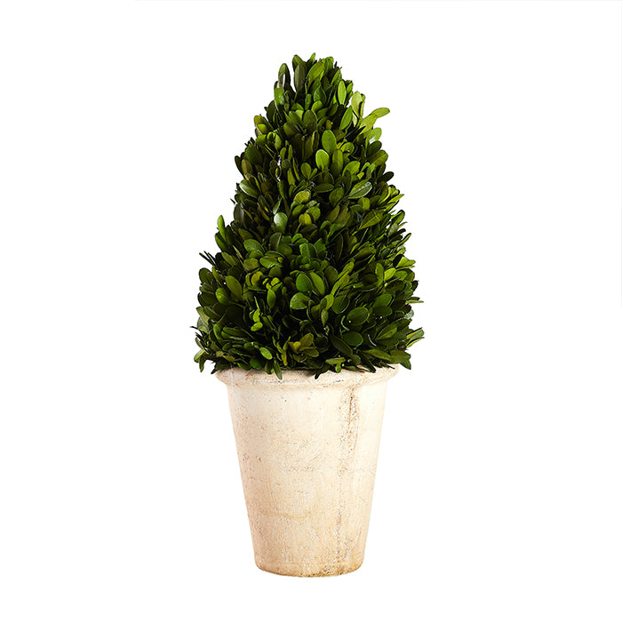 Tapered Boxwood Topiary