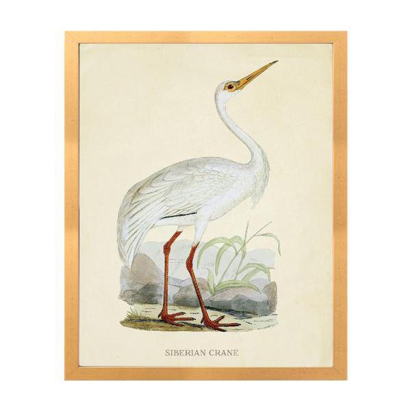 Siberian Crane