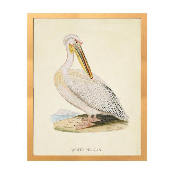 White Pelican Vintage Print