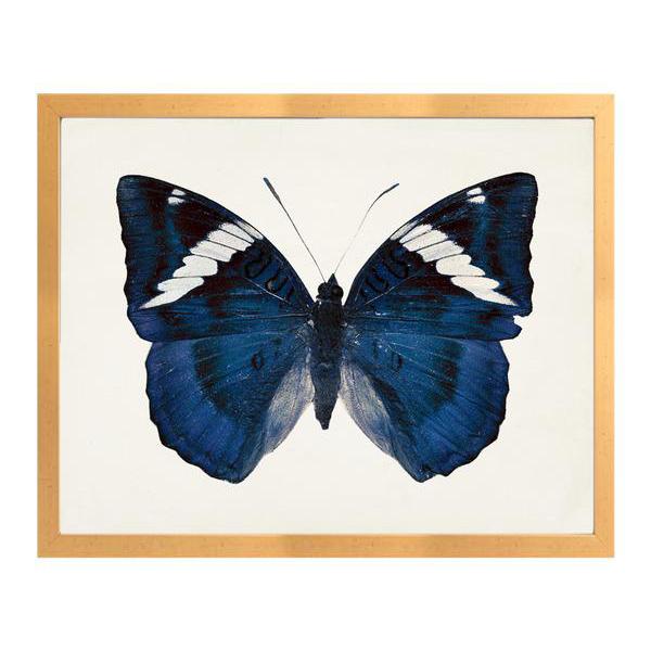Blue & Black Butterfly