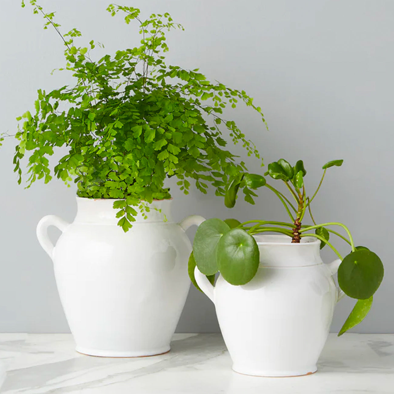 Two Sizes of White French Confit Pot with Greenery