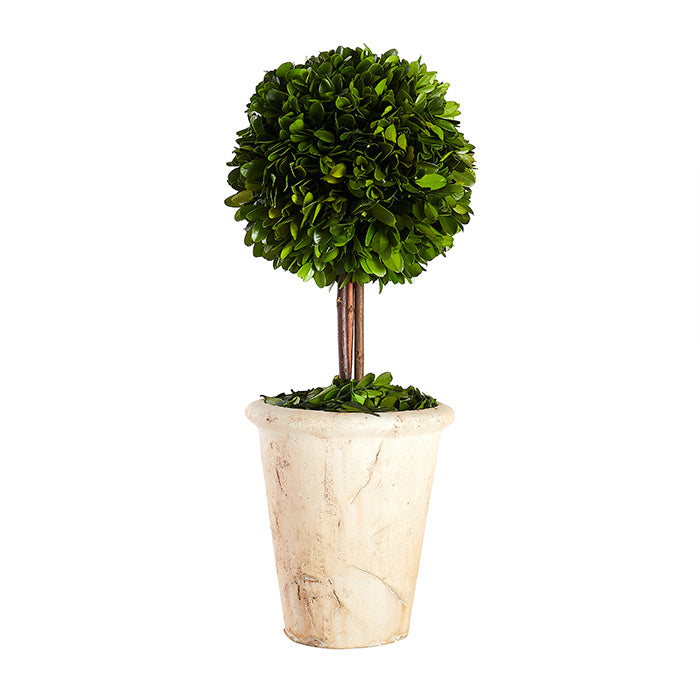 Tall Round Boxwood Topiary